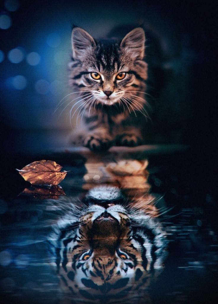 gato com reflexo de tigre